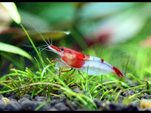 Neocaridina davidi var. red rili