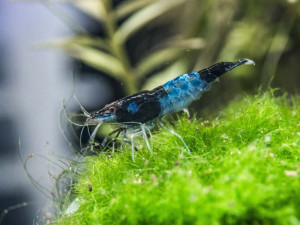 Neocaridina davidi var. blue rili