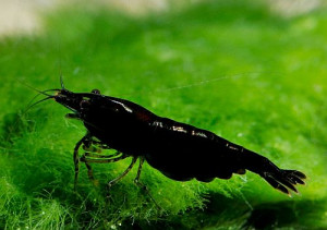 Neocaridina davidi var. black rose