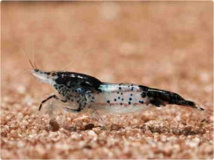 Neocaridina davidi var. carbon rili