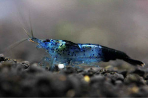 Neocaridina davidi var. blue carbon rili