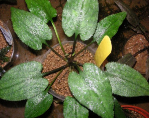 Cryptocoryne longicauda