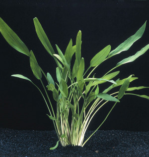 Cryptocoryne lucens