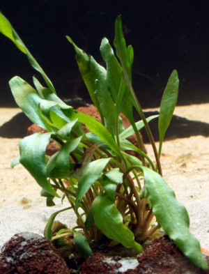 Cryptocoryne nevillii