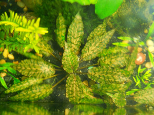 Cryptocoryne nurii