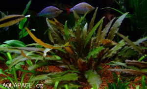 Cryptocoryne petchii