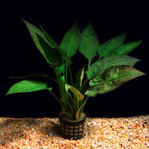 Cryptocoryne pontederiifolia