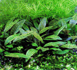 Cryptocoryne purpurea