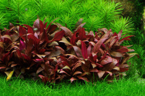 Plantes d'aquarium colorées : Alternanthera Splendens pour aquarium eau  douce - 3.85€