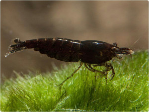 Neocaridina davidi var. chocolate