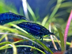 Neocaridina davidi var. blue diamond