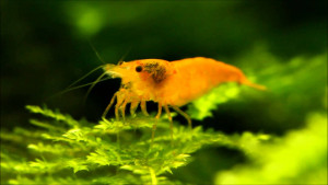 Neocaridina davidi var. sakura orange