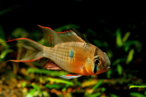 Mikrogeophagus altispinosus