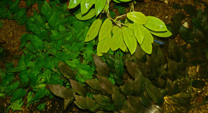 Cryptocoryne siamensis