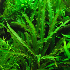 Cryptocoryne spiralis