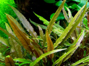 Cryptocoryne undulata