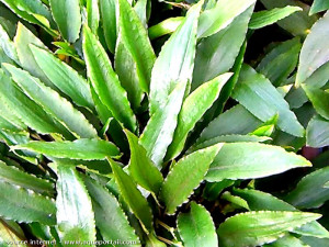 Cryptocoryne undulata Var.