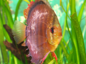 Peste du discus