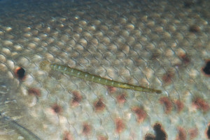 Piscicola geometra (sangsue géomètre)