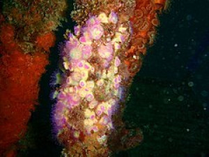 Corallimorphus rigidus