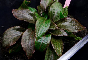 Cryptocoryne bogneri