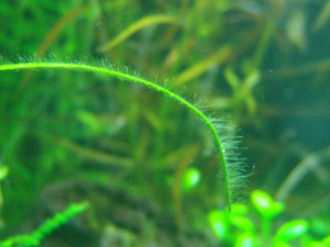 Oedogonium