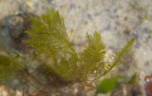 Bryopsis plumosa