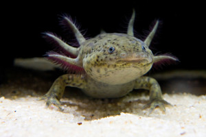 L'axolotl vit dans l'eau mais ce n'est pas un poisson