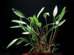 Cryptocoryne willisii var. "augustifolia"