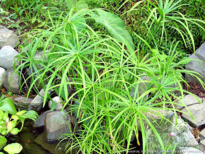 Cyperus alternifolius