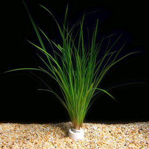 Cyperus helferi