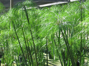 Cyperus papyrus