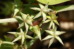 Damasonium alisma