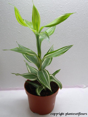 Dracaena sanderiana