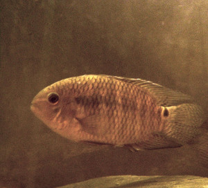 Cichlasoma amazonarum