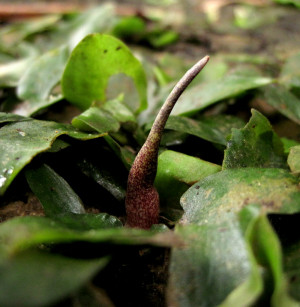 Cryptocoryne auriculata