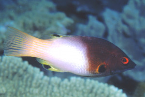 Bodianus axillaris