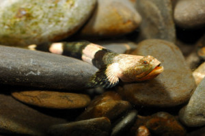 Schismatogobius ampluvinculus