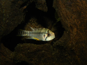 Apistogramma salpinction