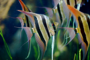 Pterophyllum altum