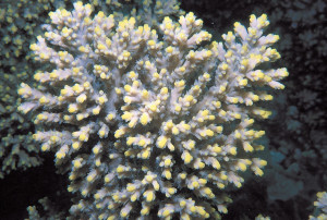 Acropora aculeus