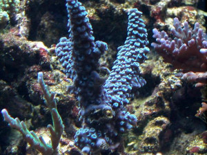 Acropora hoeksemai