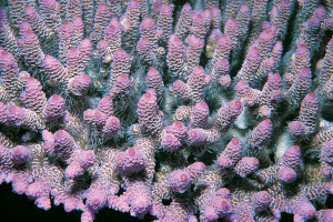 Acropora millepora