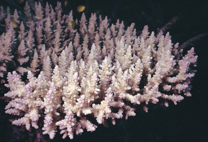 Acropora vaughani