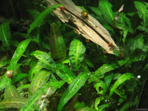 Cryptocoryne affinis