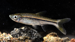 Rasbora aurotaenia