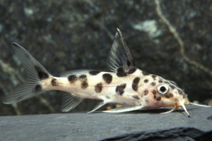 Synodontis aterrimus