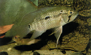 Acaronia nassa