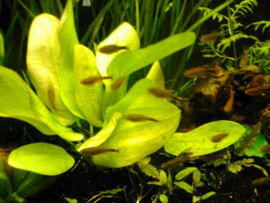 Echinodorus grandiflorus ssp. aureus