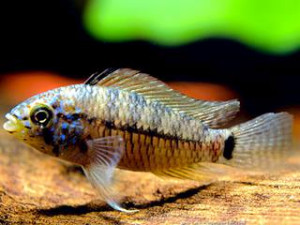 Apistogramma caetei